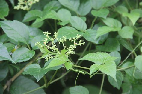 藤本植物乌蔹莓，可以内服，外敷，也可以泡酒，还有人用来当茶叶百科ta说