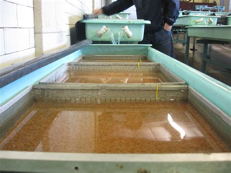 Sustainable Fish Farming: Brown Trout Spawning