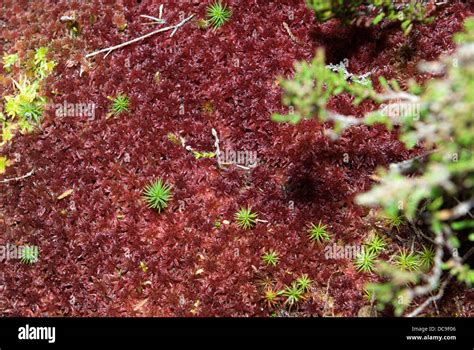 Sphagnum Moss Growing Amongst Heather In The Scottish Moorland Stock