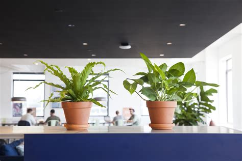 What Are Good Indoor Office Plants Psoriasisguru