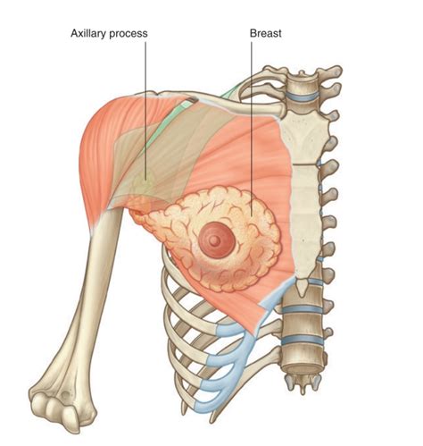 AXILLARY REGION