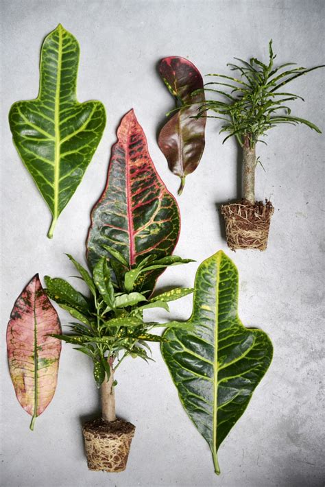 À chaque mois sa plante octobre 2020 le croton Jardinier paresseux