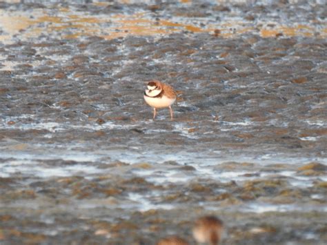 Collared Plover From Caseros Santa Fe Argentina On June At