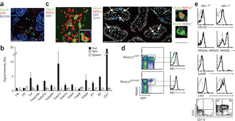 Rort Expression And Analysis Of Nk11lo And Nk11 Subsets Of Gut