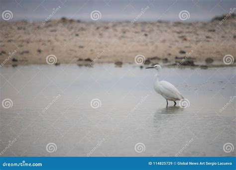 Little Egret Bird by the Waterside Searching for Food on Paarden Eiland ...