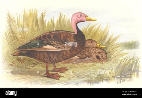 Extinct Species Pink Head Duck