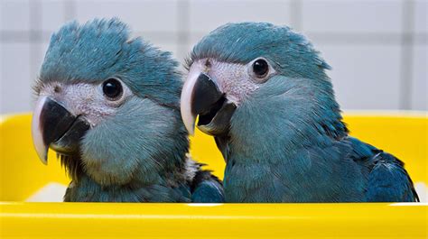 Spix's Macaw | Rio Wiki | FANDOM powered by Wikia