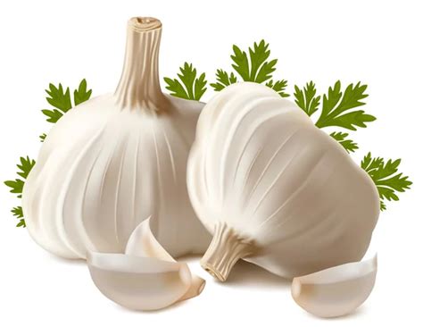 Garlic With Parsley Stock Vector Image By Ivelly