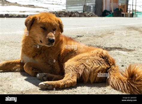 De Que Raza Son Los Perros Callejeros En La India