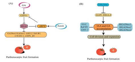 Figure The Role Of Auxin Ga Image Eurekalert Science News Releases