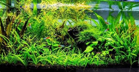 50 Membuat Aquascape Sederhana Tanpa Co2 Terbaru Bestaquascape