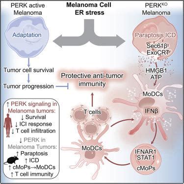 消除内质网应激激酶 PERK 可诱导细胞凋亡和 I 型干扰素从而促进抗肿瘤 T 细胞反应 Cancer Cell X MOL