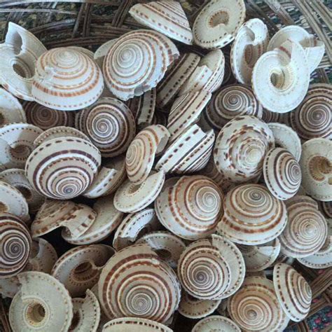 #CANGKANG KERANG PUSER PER 7biji /cangkang kerang hias | Lazada Indonesia