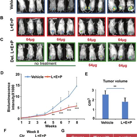 L E P Inhibits Growth And Metastasis Of Pc M Luc Xenograft Tumors In