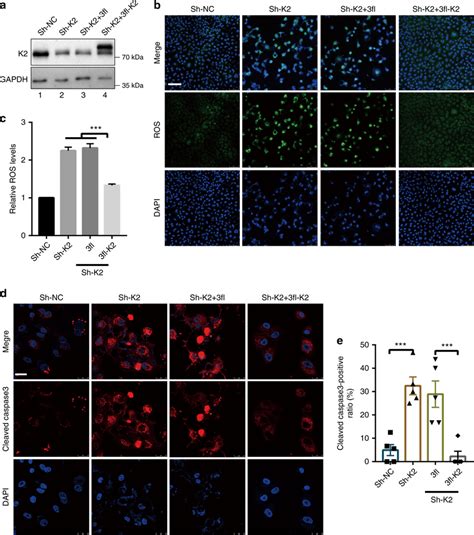 Depletion Of Kindlin Increases Ros Production And Apoptosis Ac A