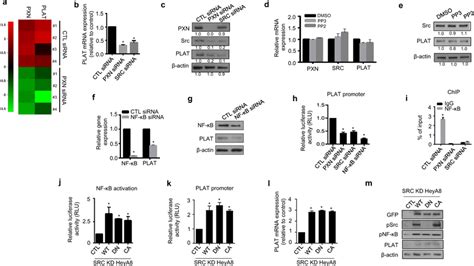 Nf B Activation Induces Plat Expression Plat Mrna Expression In Heya