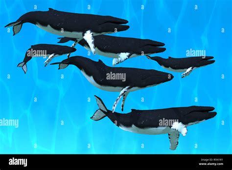 Humpback Whale Family Stock Photo - Alamy