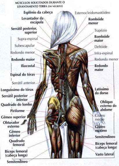 Guia De Referencia Para Anatomia Arte No Papel Online Anatomia Dos