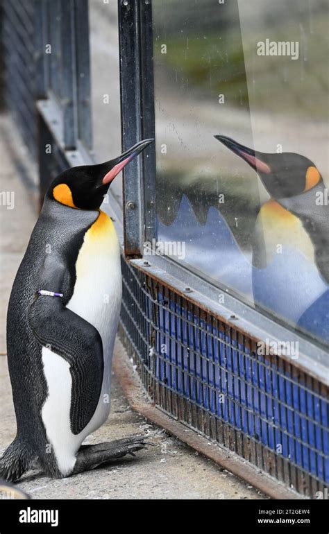 Rockhopper Penguins Zoo Hi Res Stock Photography And Images Alamy