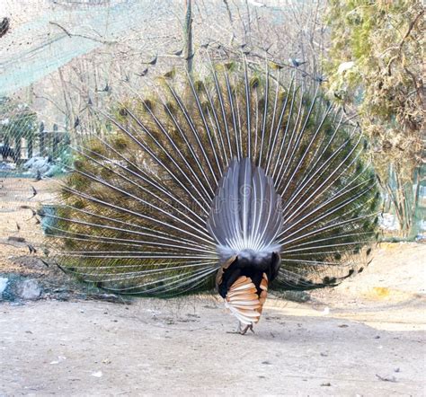 Back Of A Peacock Flaunting Its Tail Stock Photo Image Of Beak