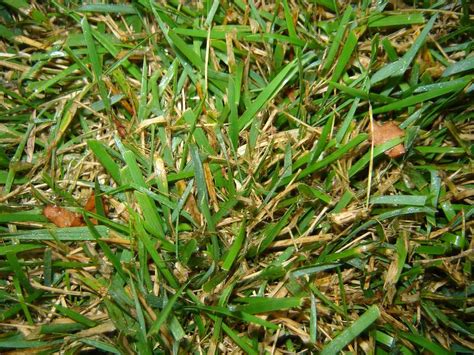 What Is Dollar Spot Disease In Lawns Captions Trend