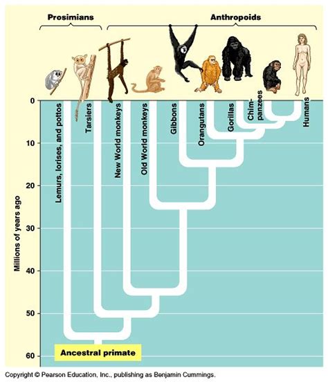 Primate Classification Primates Pearson Education Monkey World