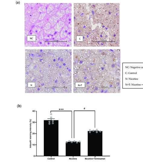 A Representative Images Of Adipor Protein Distribution In Pvat