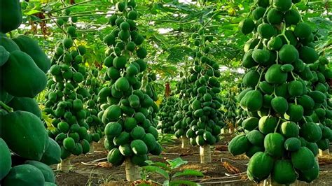 Papita Ki Kheti Papaya Farming Papita Ki