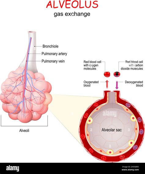 Intercambio Gaseoso Pulmonar Fotograf As E Im Genes De Alta Resoluci N