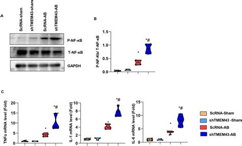 Tmem Affects Hsp Phosphorylation A And B Protein Levels Of