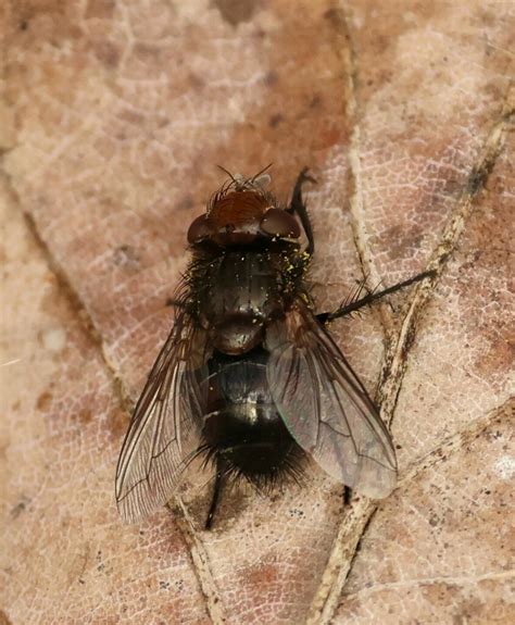 Gonia Divisa From Nowe Miasto Zielona G Ra Polska On March