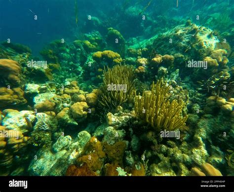 Beautifiul Underwater Colorful Coral Reefs Stock Photo Alamy