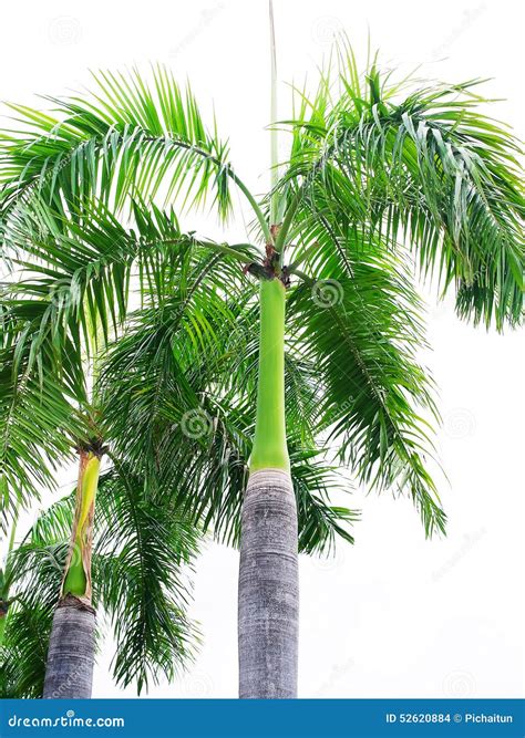 Palm king stock photo. Image of green, ornamental, decoration - 52620884