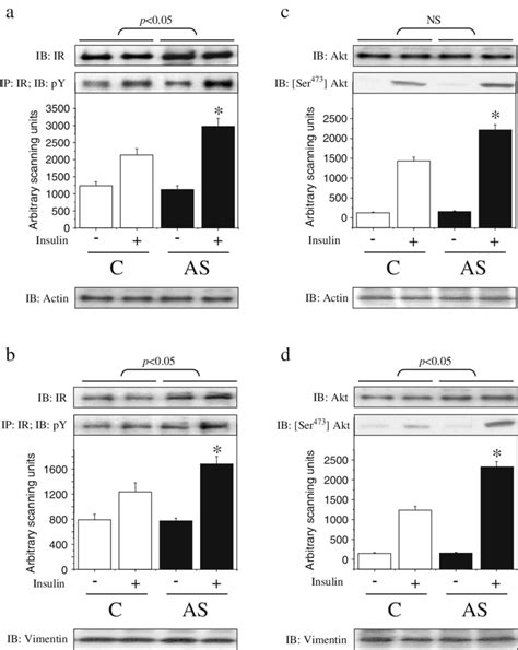 Analysis Of Insulin Induced Tyrosine Phosphorylation Of The Ir A B