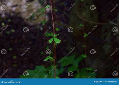 Closeup Shot of Growing Bramble Branches and Thorns in Malta Stock ...