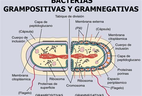 Descubre La Fascinante Estructura De Los Hongos Al Microscopio