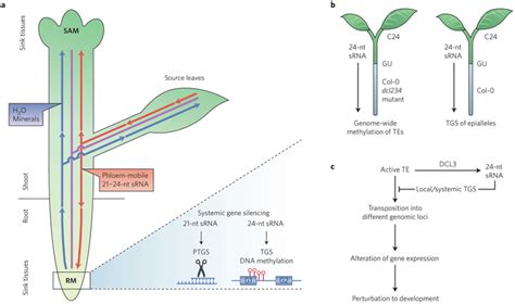 Systemic Gene Silencing Mediated By Phloem Delivery Of SRNAs In The