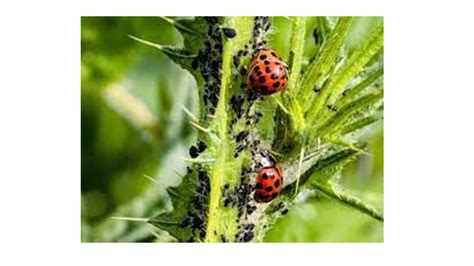 Colección Temática Enemigos Naturales Y Control Biológico De Plagas