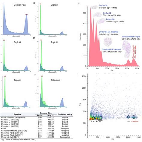 Confirmation Of Different Mulberry Cytotypes Using Flow Cytometry