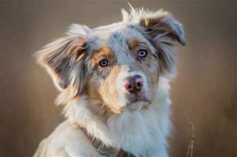 Australian Shepherd Dog Breed Information & Characteristics