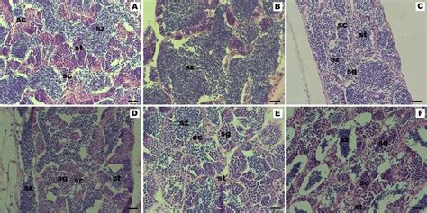 illustrates representative sections of female gonads analyzed after 21... | Download Scientific ...