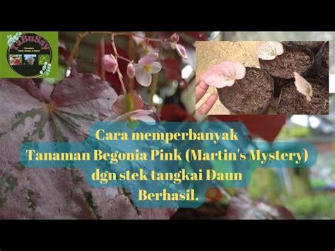 Epsd 35 Cara Memperbanyak Tanaman Begonia Pink Martin S Mystery Dgn