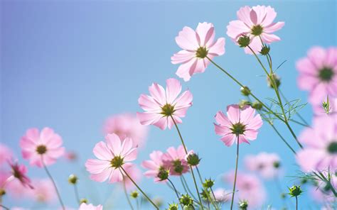 Cosmos Flowers Wallpapers - Wallpaper Cave