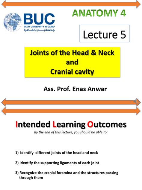joints  head  neck  human anatomy musculoskeletal system