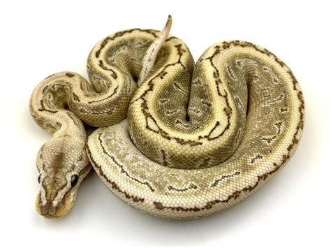 Bamboo Leopard Pinstripe Ball Python By Royal Constrictor Designs