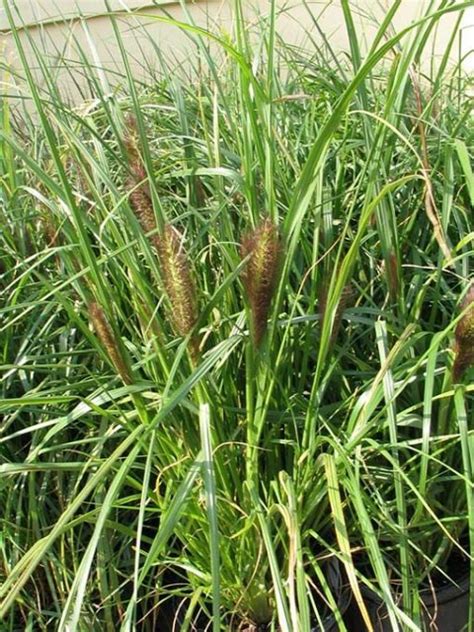 Pennisetum Alopecuroides Viridescens Herbe Aux Couvillons P Pini Re