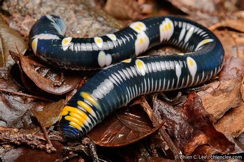 Fried Eggs Worm In July 2013 By Chien Lee INaturalist