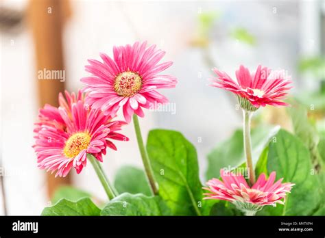 Potted Daisies Hi Res Stock Photography And Images Alamy