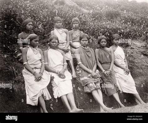 Vintage 19th Century Photograph Tea Plantation Workers Ceylon Sri