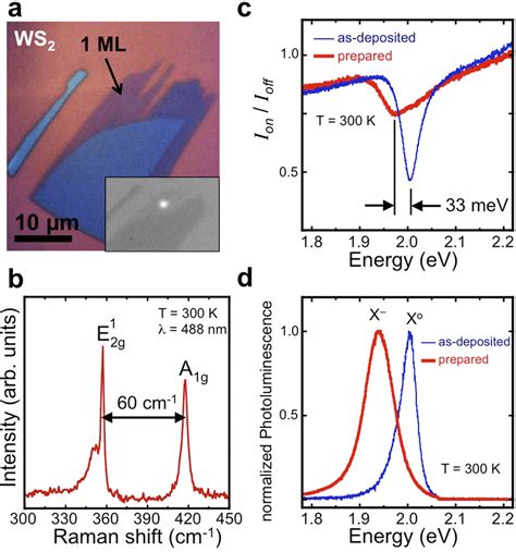 Anomalous Temperature Dependent Spin Valley Polarization In Monolayer